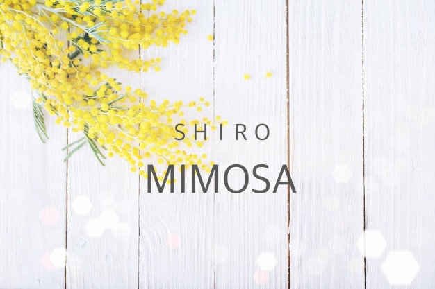 いい香りすぎる Shiro ミモザの香水は男ウケも抜群 感想レポ Nananablog
